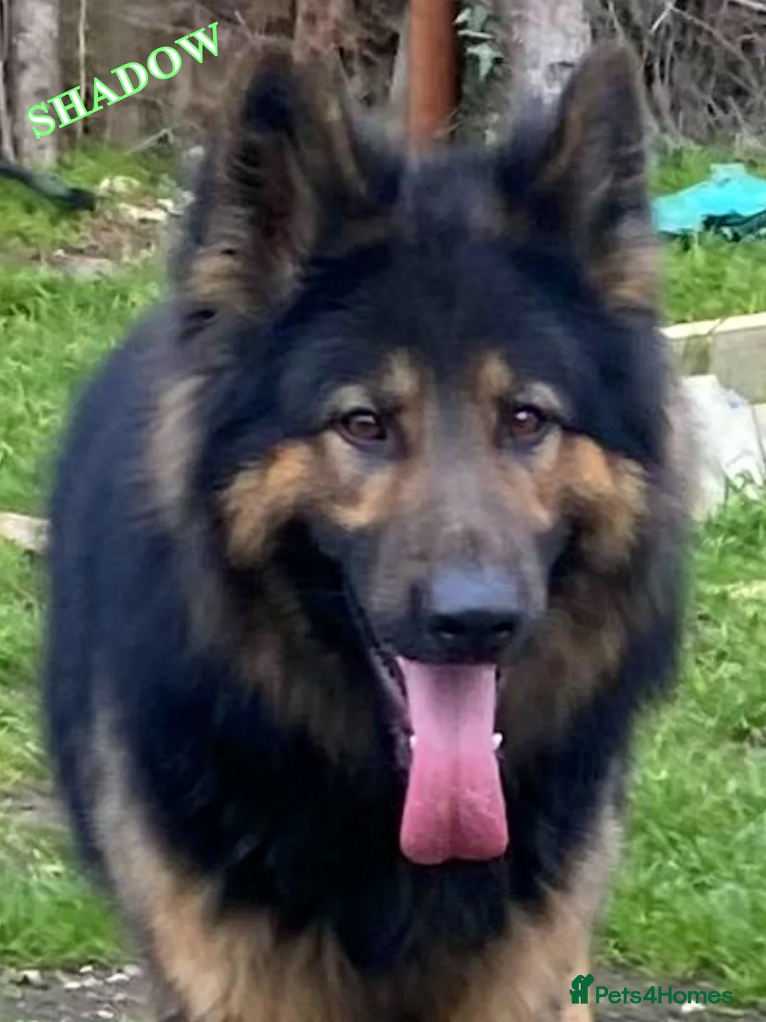 German Shepherd dogs for stud: KC Reg Shadow fully Health Tested at stud in Wisbech - Advert 7