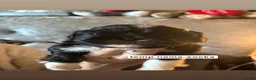 Shih Tzu dogs for sale: Shih Tzu puppies for sale  in Luton - Advert 8