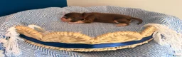 Cocker Spaniel dogs for sale: Outstanding KC registered Cocker Spaniel Puppies  - Advert 23