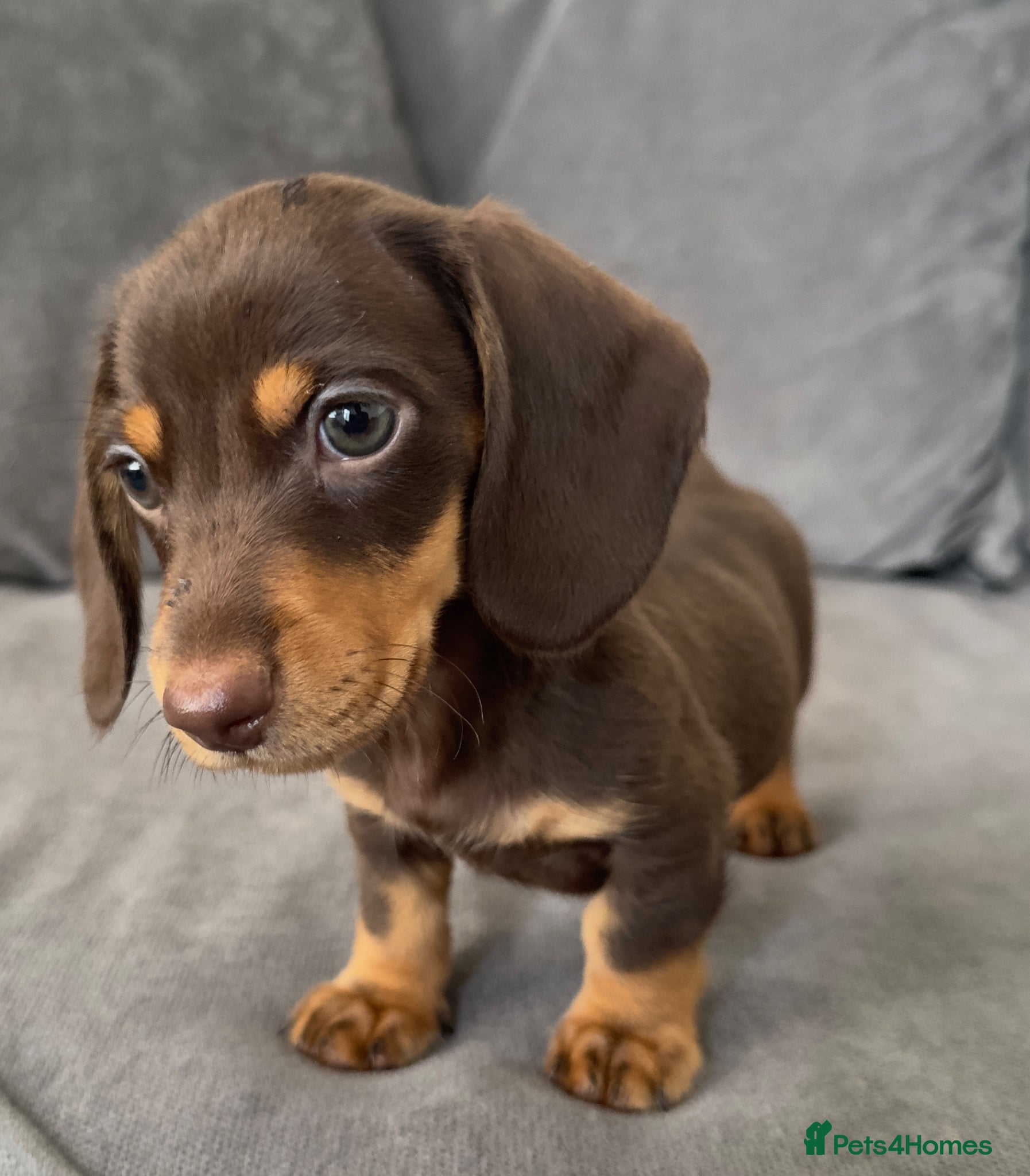 Miniature Dachshund dogs Miniature Dachshunds kc reg  - Advert 5