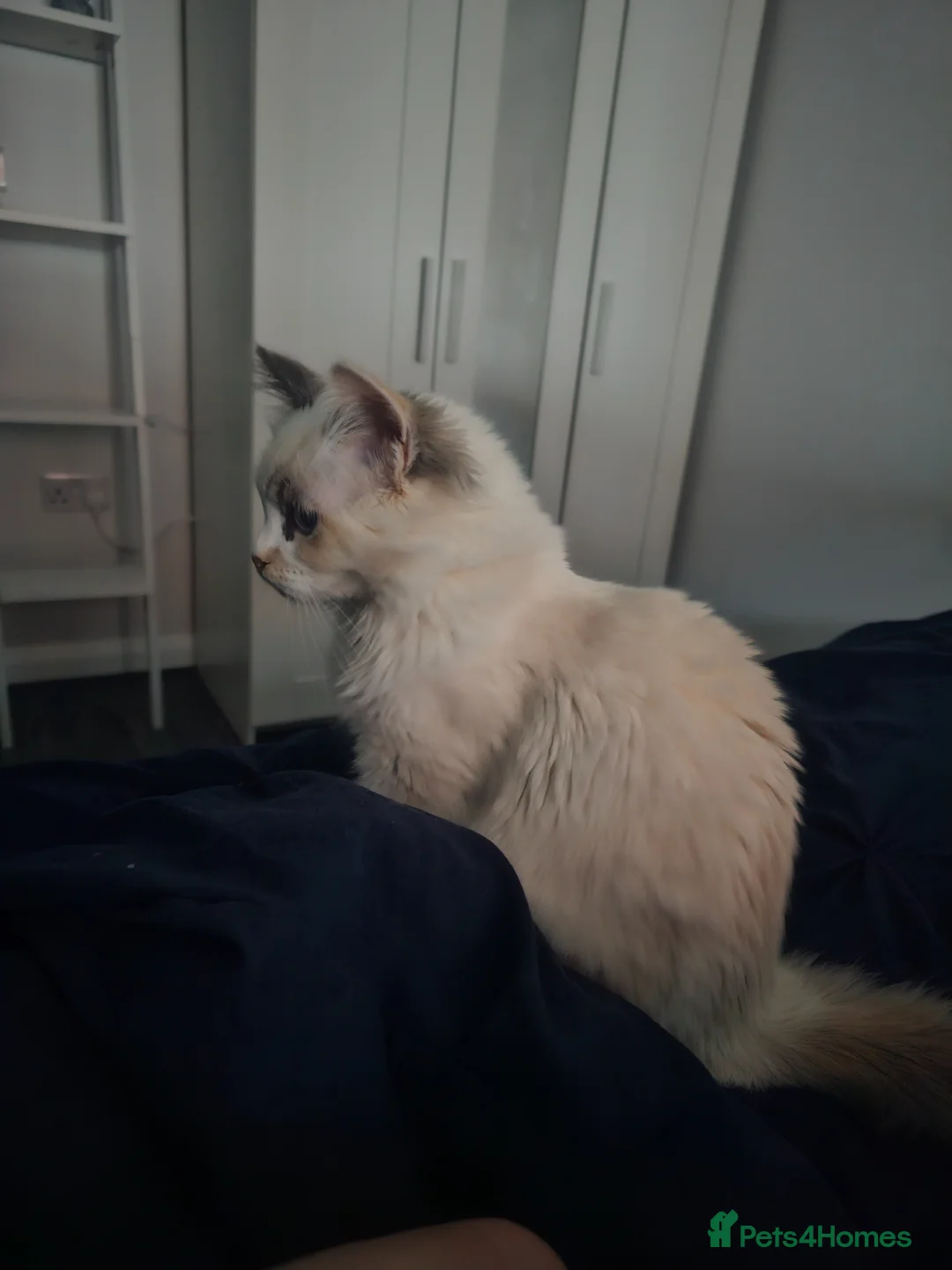 Ragdoll cats for sale: 5 Month Pure Ragdoll Girl for Sale - Advert 2