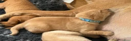 Labrador Retriever dogs for sale: Beautiful Labrador retriever puppies for sale - Advert 9