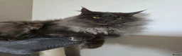 Maine Coon cats for sale: Championship maine coon kittens - Advert 4