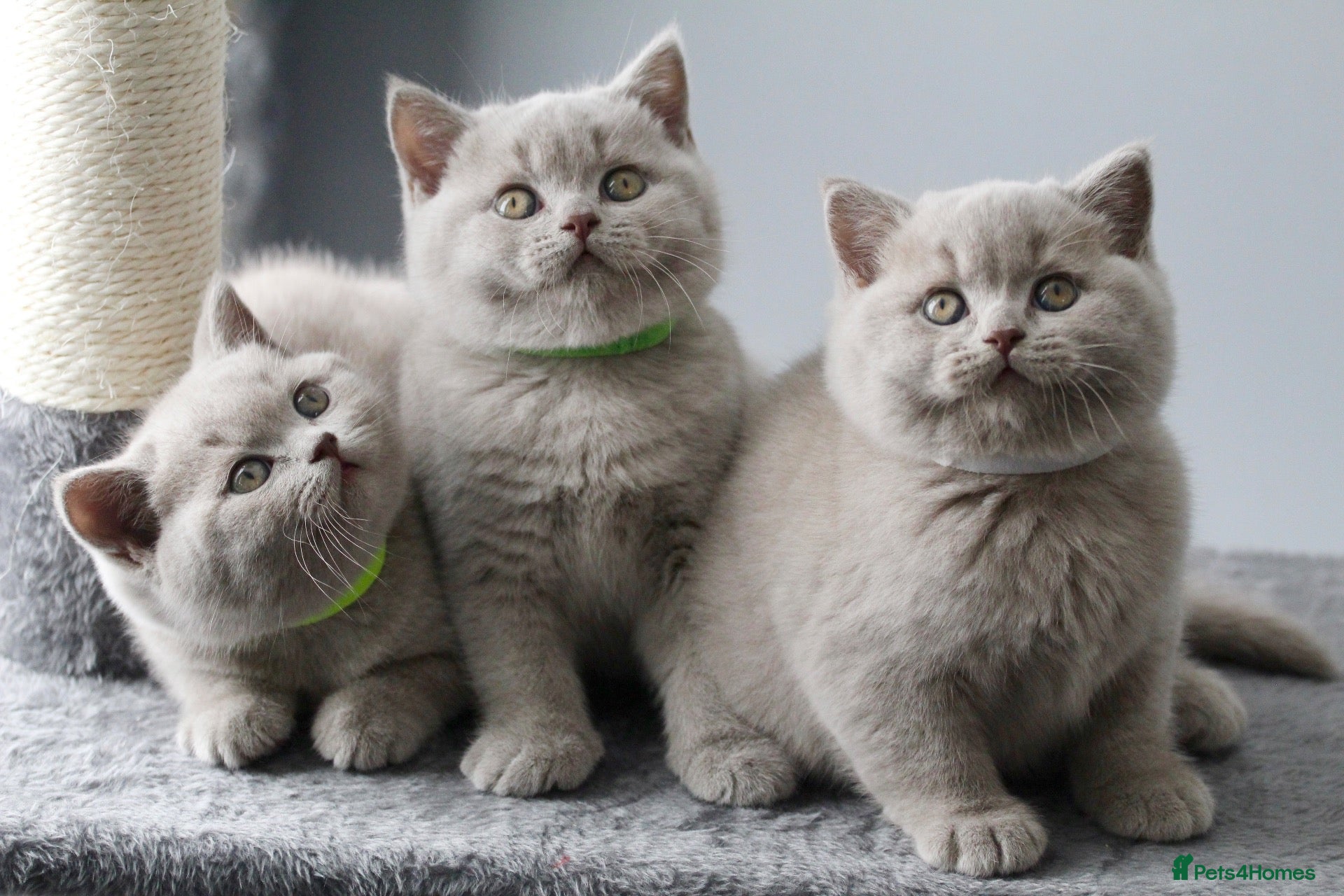 British Shorthair cats GCCF British Shorthair Kittens  - Advert 2