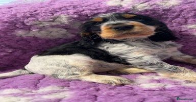 Cocker Spaniel dogs Champion Bloodlines KC Reg Show Cocker Spaniels - Advert 14