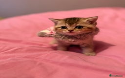 British Shorthair cats for sale: Quality British Shorthair kittens  - Image 10