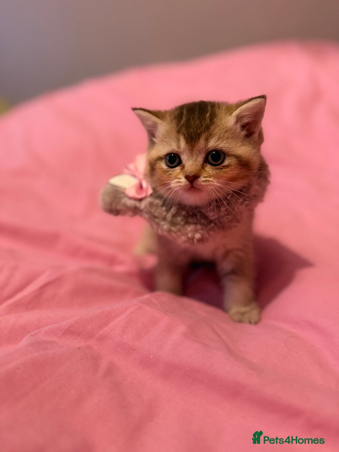 British Shorthair cats for sale: Quality British Shorthair kittens  - Image 10