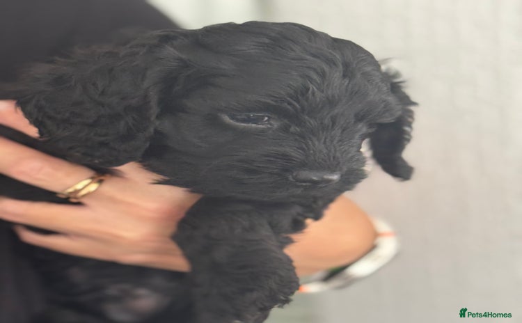 Cavapoo dogs - Advert 3