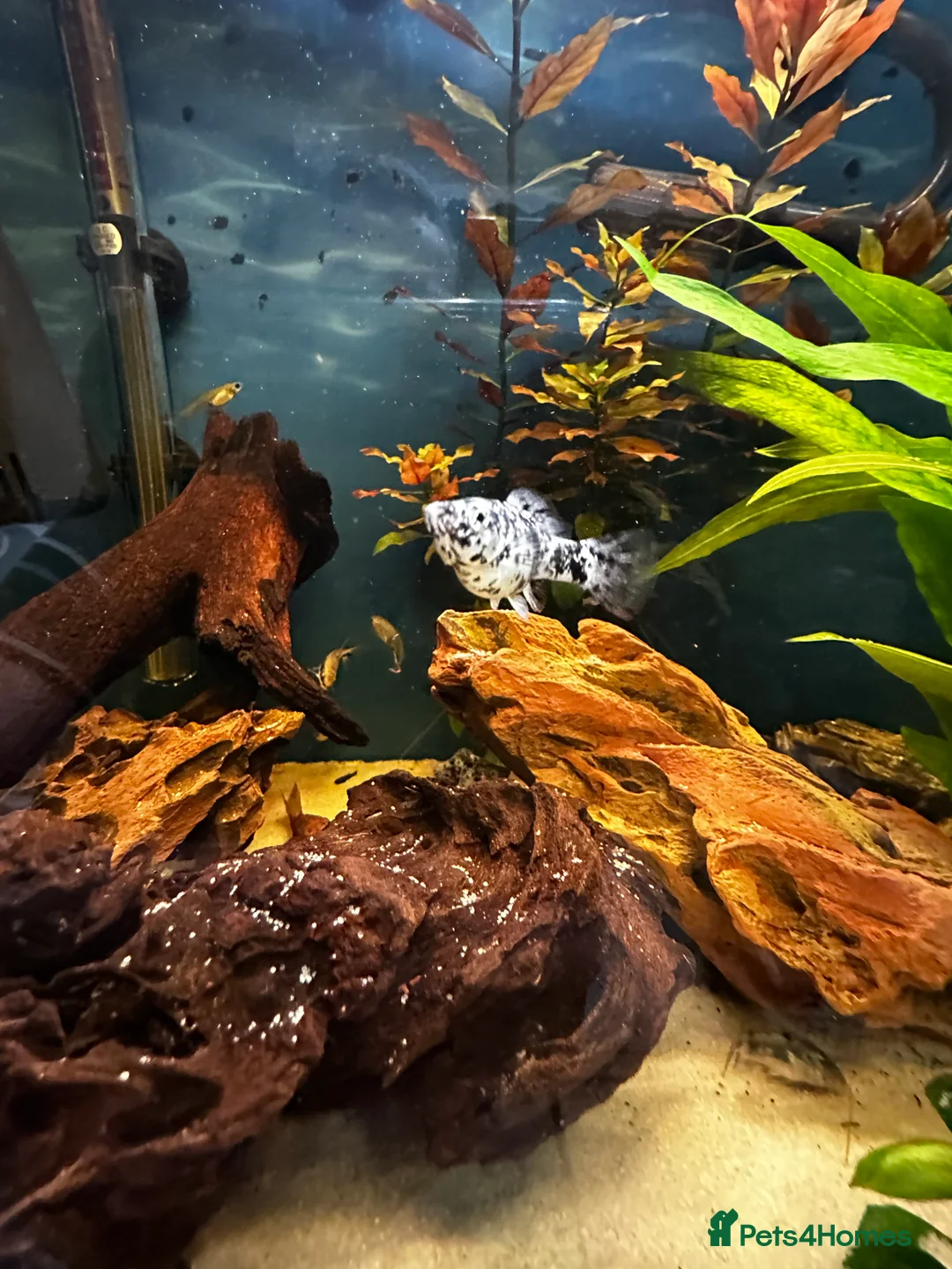 Other/Mixed Breed fish for sale: Aqua one fish tank 159l- no scratches - Advert 2