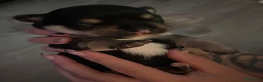 Black and Tan boy 