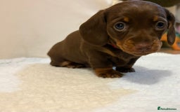 Miniature Dachshund dogs for sale: Miniature Dachshund puppies 🐶  - Image 8