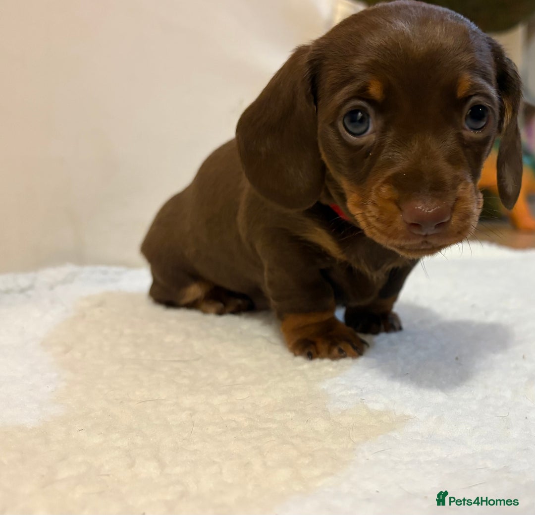 Miniature Dachshund dogs for sale: Miniature Dachshund puppies 🐶  - Image 8