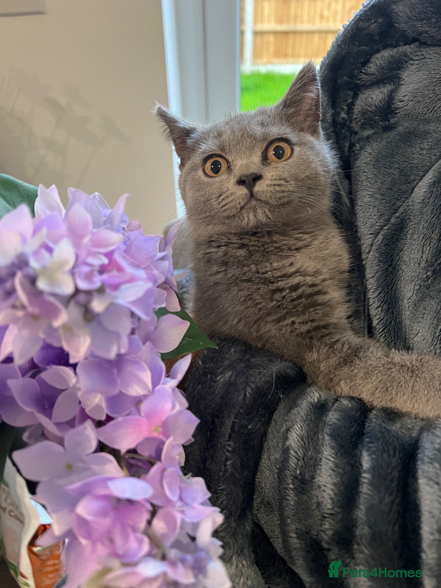 British Shorthair cats Beautiful British Short Hair kittens - Advert 6