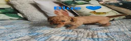 Cockapoo dogs for sale: Litter Cockapoo  in Maidenhead - Advert 11