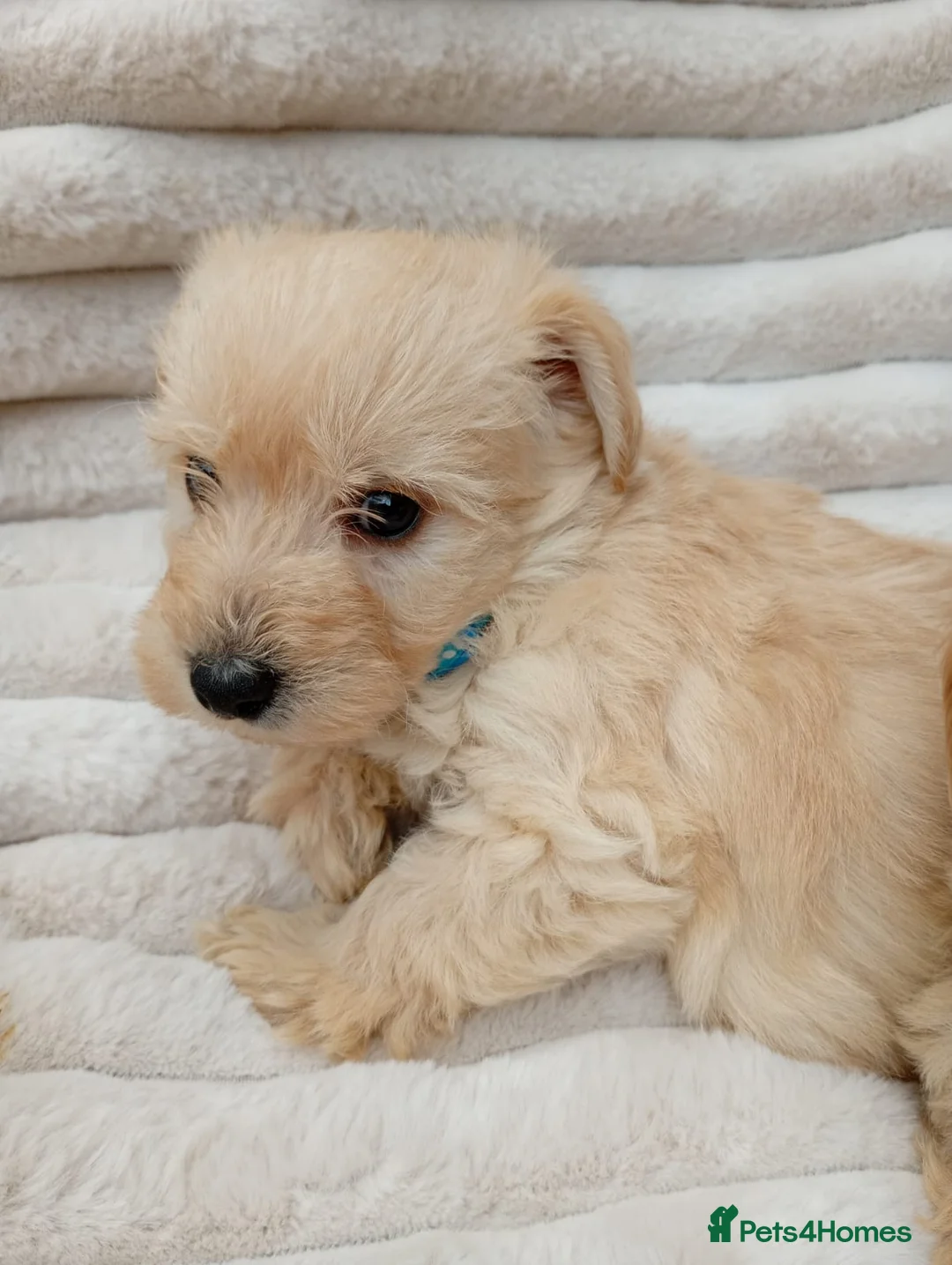 West Highland Terrier dogs for sale: Westiepoo puppies  - Advert 8