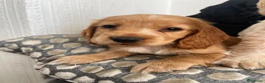 Cocker Spaniel 3