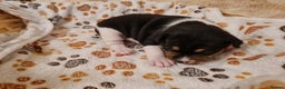 Basenji dogs for sale: ✨ Purebred Basenji Puppies all reserved now!✨ - Advert 18