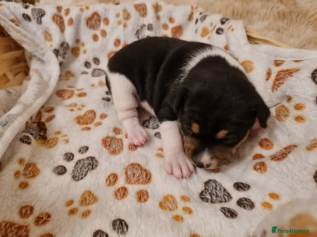 Basenji dogs for sale: ✨ Purebred Basenji Puppies all reserved now!✨ - Advert 18