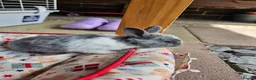 Netherland Dwarf rabbits for sale: Baby bunny - Advert 15