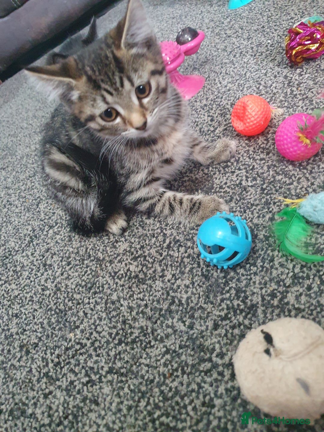 British Shorthair cats for sale: Beautiful kittens for sale  - Image 14
