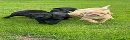Labrador Retriever dogs for sale: Superb Working Labrador Puppies - Advert 13