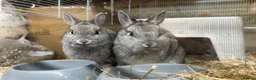 Netherland Dwarf rabbits for sale: 🐰 Chinchilla Netherland Dwarf Baby Boy - Advert 2
