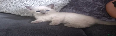 Ragdoll boy 