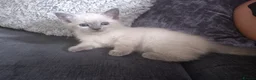 Mixed Breed cats for sale: 1 beautifull  half ragdoll baby left ready 18t aug - Advert 9