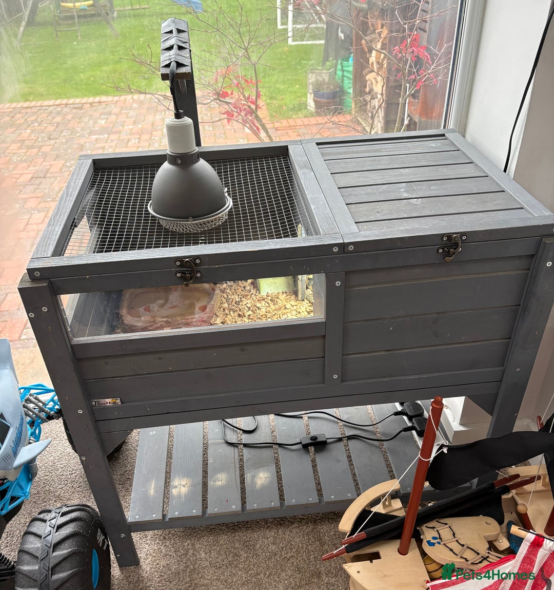 Tortoise reptiles for sale: Herman tortoise  - Advert 2