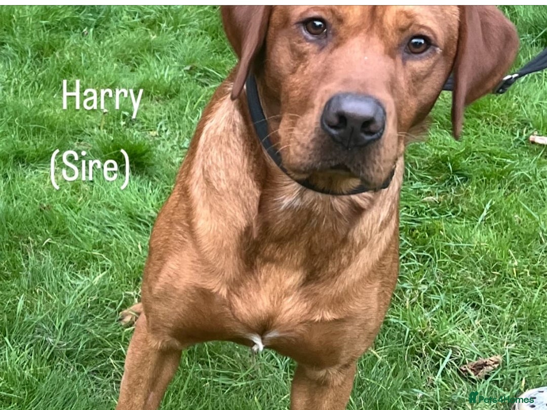 Labrador Retriever dogs for sale: 🌟 5 Star KC Registered FOX RED & YELLOW Labradors - Advert 6