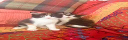 Mixed Breed cats for sale: GORGEOUS MAINE COON X PERSIAN KITTENS  - Advert 2