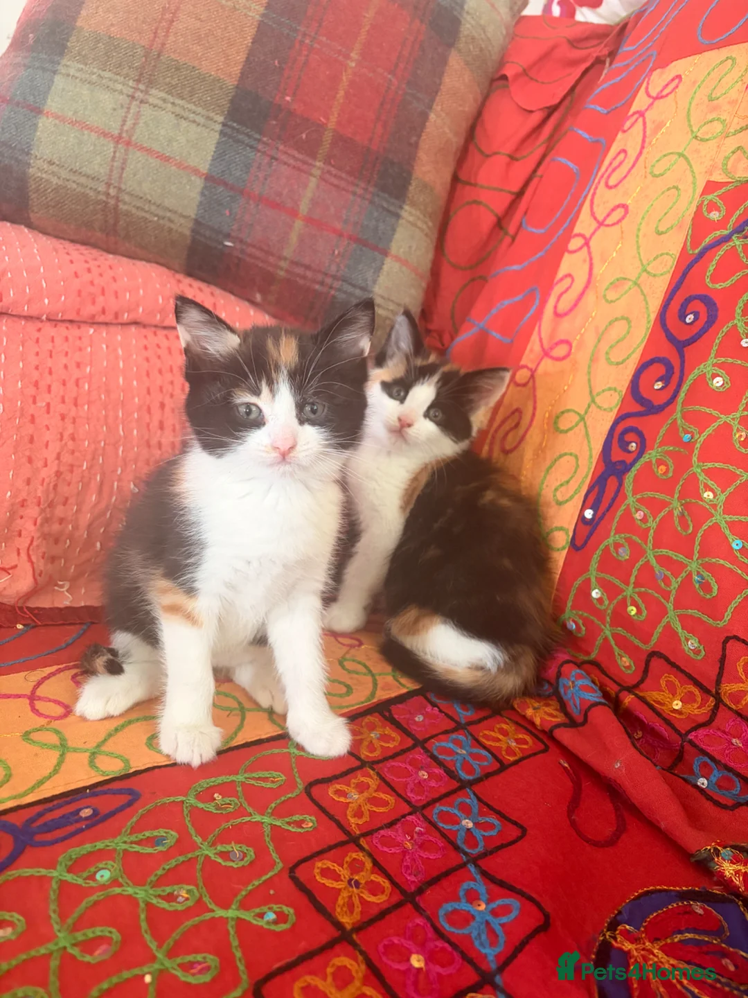 Mixed Breed cats for sale: GORGEOUS MAINE COON X PERSIAN KITTENS  - Advert 2