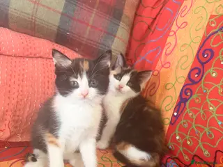 Mixed Breed cats GORGEOUS MAINE COON X PERSIAN KITTENS - Advert 9