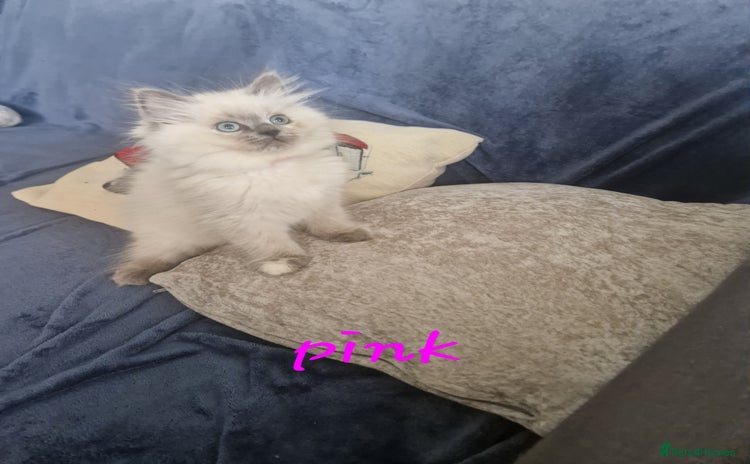 Ragdoll cats - Advert 1