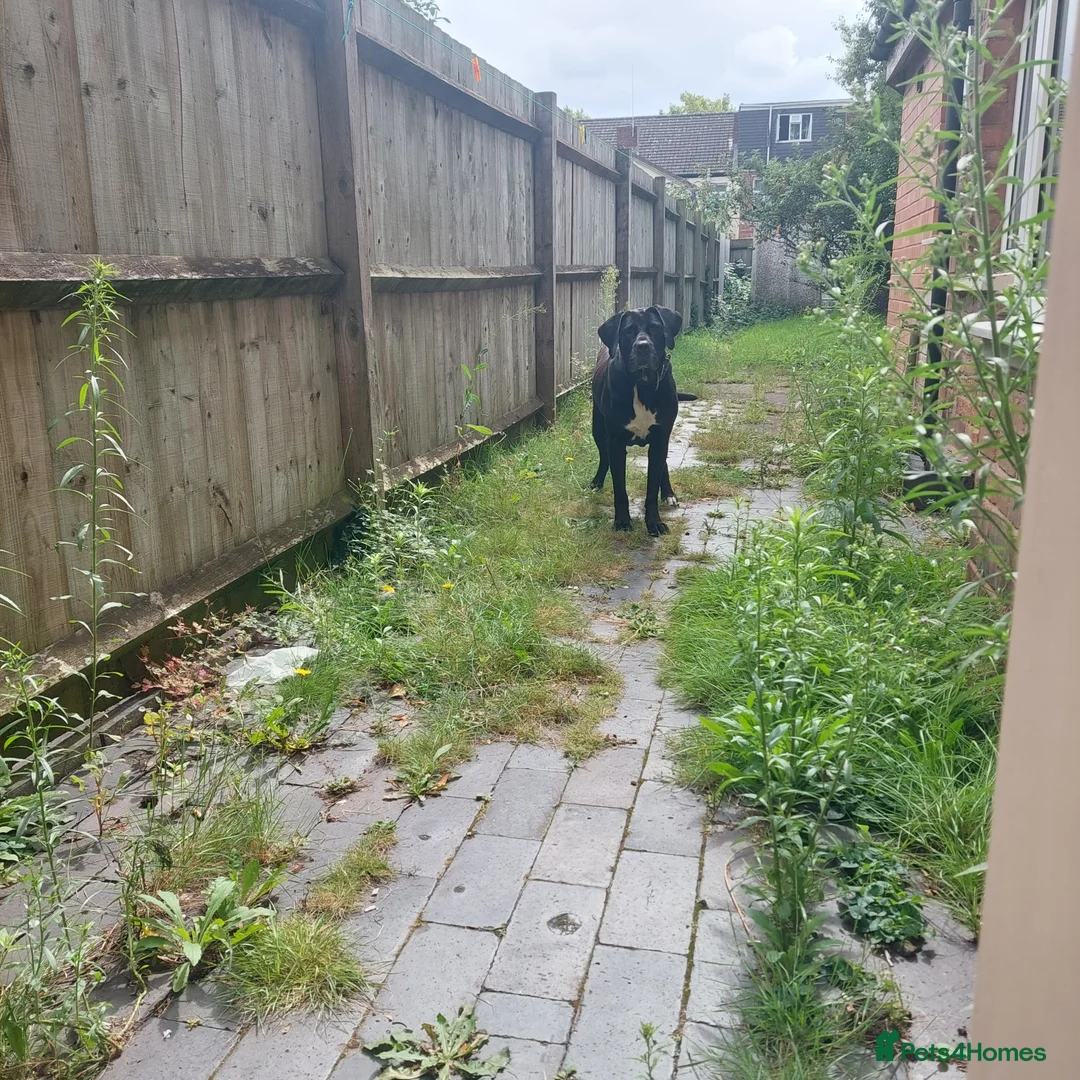 Mixed Breed dogs for sale: Female bully kutta x presa canario for sale in Birmingham - Advert 2