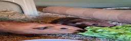 Guinea Pig rodents for sale: cali boar & teddy boar baby Guinea Pigs - Advert 5