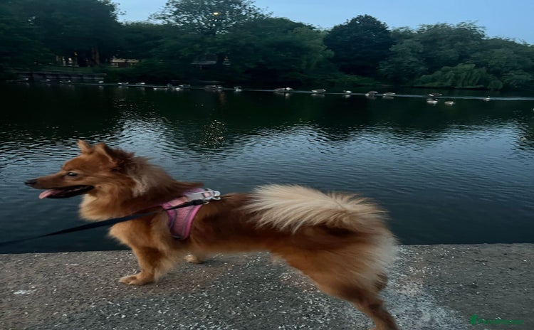 German Spitz dogs - Advert 1