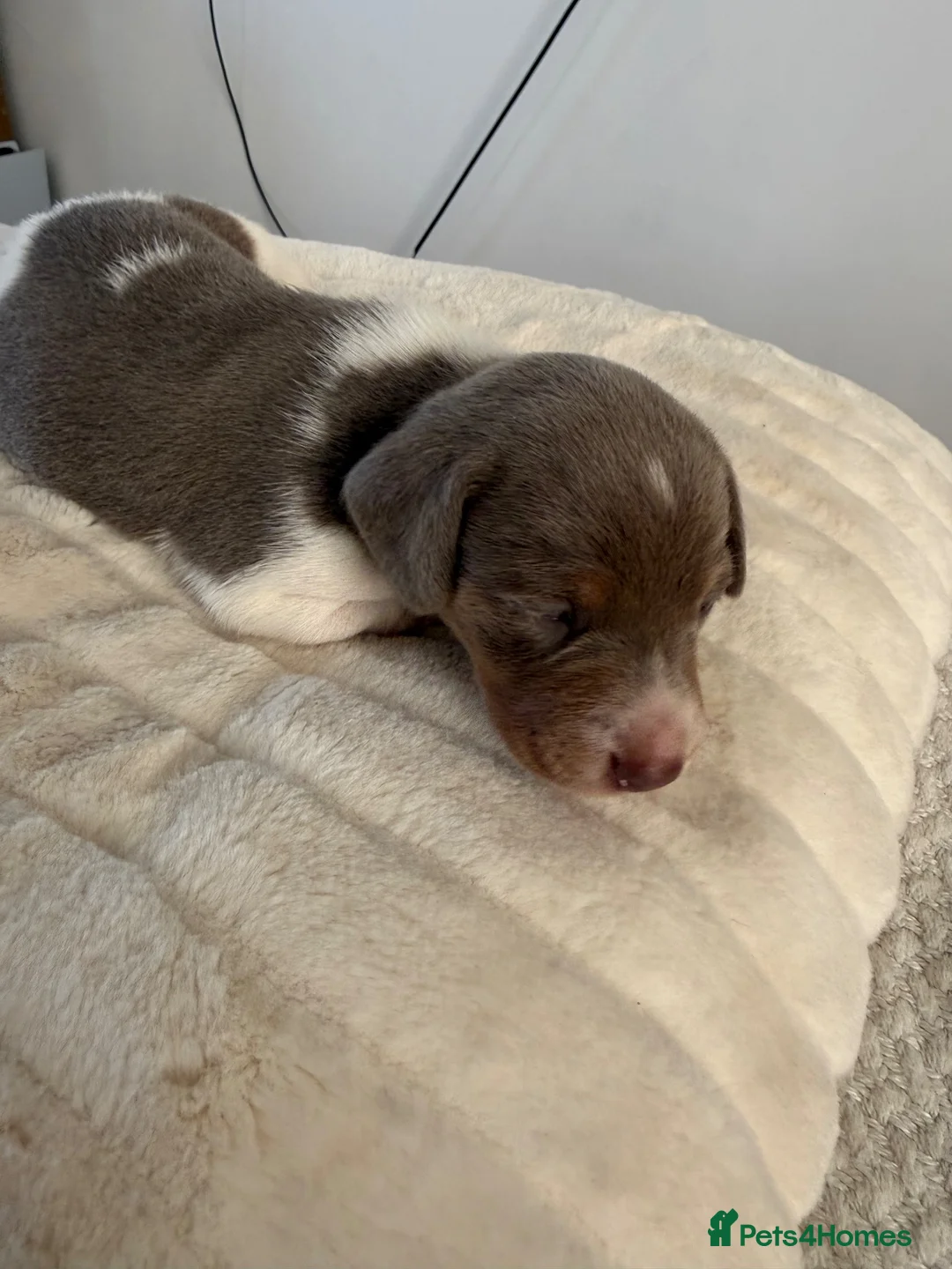 Dachshund dogs for sale: 3 Beautiful Dachshund Puppies in Blyth - Advert 7