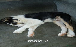 Border Collie dogs for sale: Border Collie pups in Barrow-in-Furness - Image 4