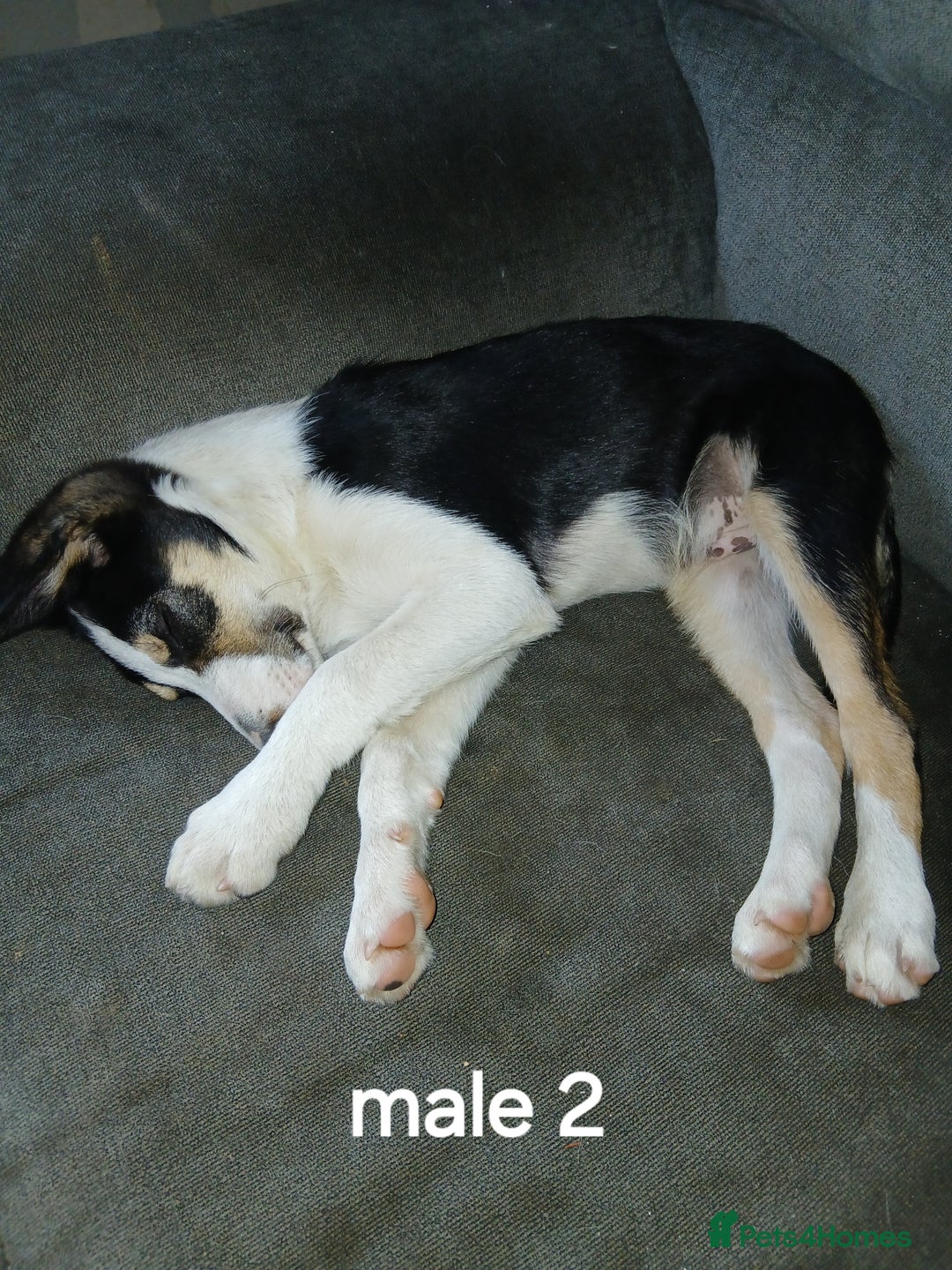Border Collie dogs for sale: Border Collie pups in Barrow-in-Furness - Image 4