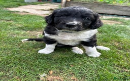 Sprollie dogs for sale: ALL PUPPIES ARE RESERVED - Advert 10
