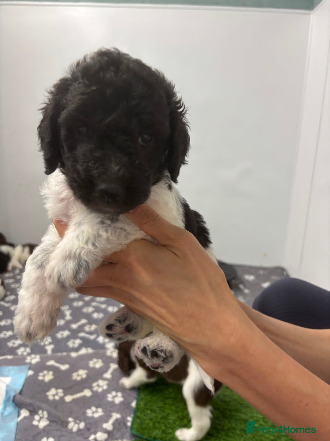 Bernedoodle dogs for sale: F1b St Berdoodle pups born 18/09 - Image 20