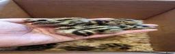 Quail poultry for sale: 🐣 Live Coturnix Jumbo Quail for Sale 🐣 - Advert 15