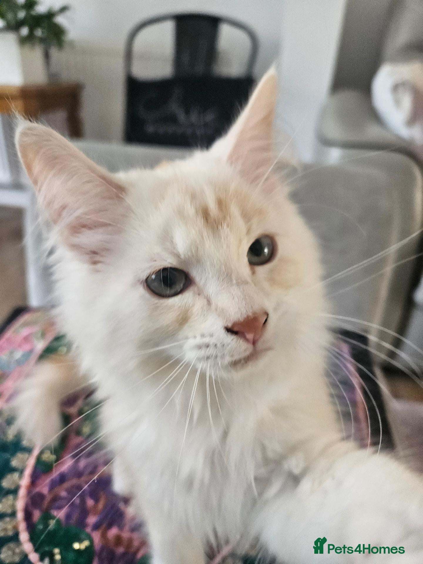 Maine Coon cats Exceptionally beautiful main coon  - Advert 2