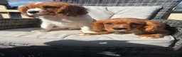 Cavalier King Charles Spaniel dogs for sale: Cavalier King Charles spaniel puppies READY NOW! in Uttoxeter - Advert 12