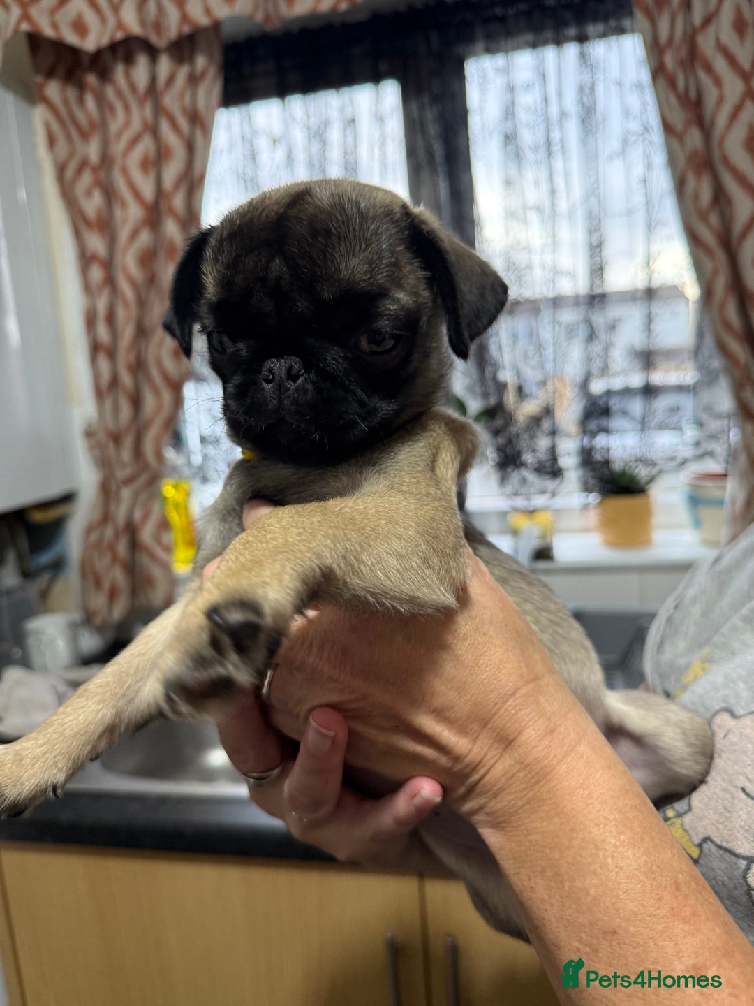 Pug dogs for sale: Pug puppies *READY NOW!!* - Image 32
