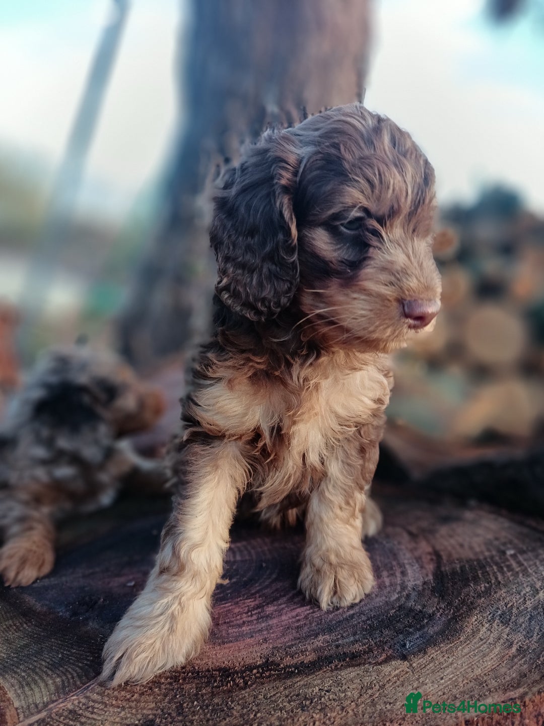 Labradoodle dogs for sale: Mini Labradoodles🐾🌟ready 3/1/26 full vaccine🌟🐾 - Advert 2