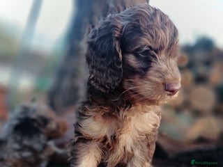 Labradoodle dogs Mini Labradoodles🐾🌟ready 3/1/26 full vaccine🌟🐾 - Advert 3