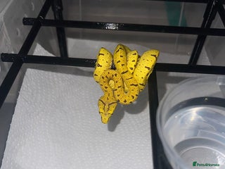 Python Snake reptiles - Advert 36