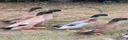 Ducks poultry for sale: Stunning Runner Ducks for sale in Eye - Advert 6